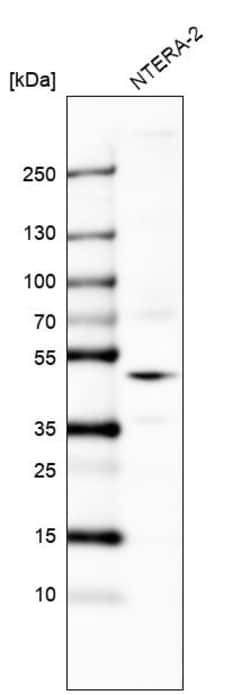 Invitrogen GPR27 Polyclonal Antibody 100 &mu;L | Buy Online | Invitrogen&trade; | Fisher Scientific