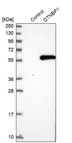 Invitrogen DTNBP1 Polyclonal Antibody 100 &mu;L; Unconjugated:Antibodies,