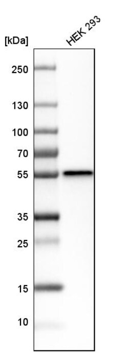 Invitrogen DTNBP1 Polyclonal Antibody:Antibodies:Primary Antibodies