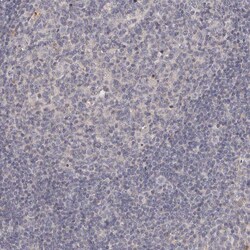 Invitrogen GPRC5C Polyclonal Antibody 100 &mu;L | Buy Online | Invitrogen&trade; | Fisher Scientific