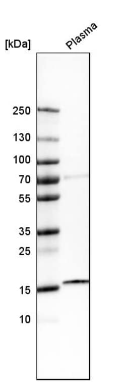 Invitrogen Cathelicidin Polyclonal Antibody 100 &mu;L; Unconjugated:Antistoffer