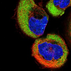 Invitrogen TUSC2 Polyclonal Antibody 100 &mu;L; Unconjugated:Antibodies,