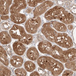 Invitrogen XPNPEP1 Polyclonal Antibody 100 &mu;L; Unconjugated:Antibodies,