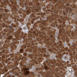 Invitrogen XPNPEP1 Polyclonal Antibody 100 &mu;L; Unconjugated:Antibodies,