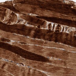 Invitrogen XPNPEP1 Polyclonal Antibody 100 &mu;L; Unconjugated:Antibodies,