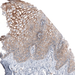 Invitrogen Jagged2 Polyclonal Antibody 100 &mu;L; Unconjugated:Antibodies,