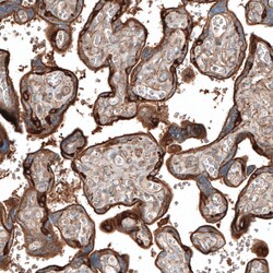 Invitrogen Jagged2 Polyclonal Antibody 100 &mu;L; Unconjugated:Antibodies,