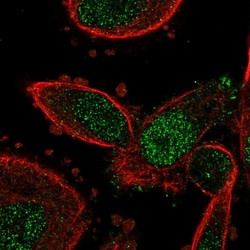 Invitrogen GRB2 Polyclonal Antibody 100 &mu;L; Unconjugated:Antibodies,