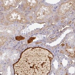 Invitrogen Albumin Polyclonal Antibody:Antibodies:Primary Antibodies