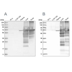 Invitrogen Albumin Polyclonal Antibody:Antibodies:Primary Antibodies
