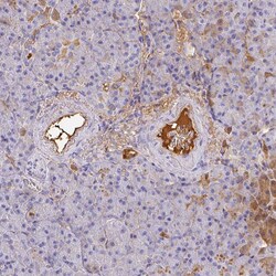 Invitrogen Albumin Polyclonal Antibody 100 &mu;L; Unconjugated:Antibodies