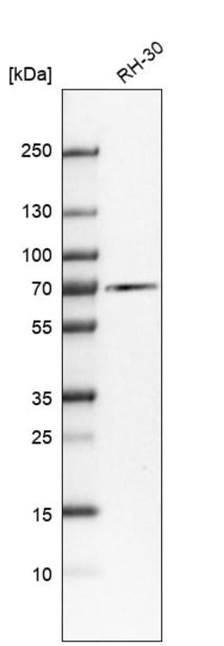 Invitrogen Albumin Polyclonal Antibody:Antibodies:Primary Antibodies