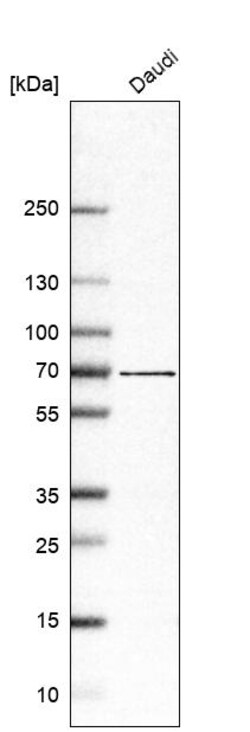 Invitrogen ABCG1 Polyclonal Antibody 100 &mu;L | Buy Online | Invitrogen&trade; | Fisher Scientific