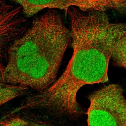 Invitrogen DTL Polyclonal Antibody:Antibodies:Primary Antibodies