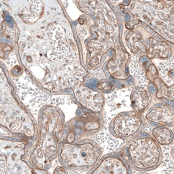 Invitrogen Laminin alpha-1 Polyclonal Antibody 100 &mu;L; Unconjugated:Antibodies,