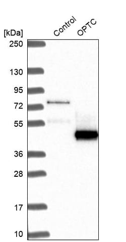 Invitrogen Opticin Polyclonal Antibody 100 &mu;L; Unconjugated:Antibodies,