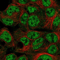Invitrogen SPDYA Polyclonal Antibody 100 &mu;L; Unconjugated:Antibodies,
