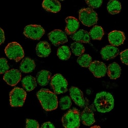 Invitrogen IKAROS Polyclonal Antibody:Antibodies:Primary Antibodies
