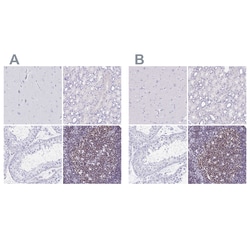 Invitrogen IKAROS Polyclonal Antibody:Antibodies:Primary Antibodies