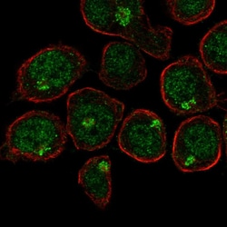 Invitrogen UBASH3A Polyclonal Antibody 100 μL; Unconjugated:Antibodies,