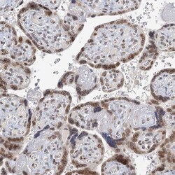 Invitrogen TREX1 Polyclonal Antibody 100 &mu;L; Unconjugated:Antibodies,