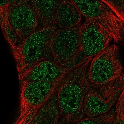 Invitrogen ZNF488 Polyclonal Antibody 100 &mu;L; Unconjugated:Antibodies,