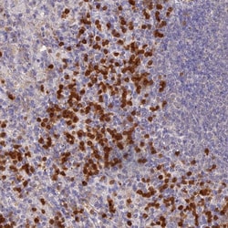 Invitrogen NCF4 Polyclonal Antibody:Antibodies:Primary Antibodies
