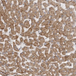 Invitrogen TRIP Polyclonal Antibody:Antibodies:Primary Antibodies