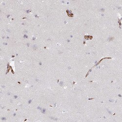 Invitrogen CD34 Polyclonal Antibody 100 μL; Unconjugated:Antibodies,