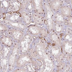 Invitrogen CD34 Polyclonal Antibody 100 μL; Unconjugated:Antibodies,