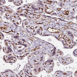 Invitrogen CD34 Polyclonal Antibody 100 μL; Unconjugated:Antibodies,