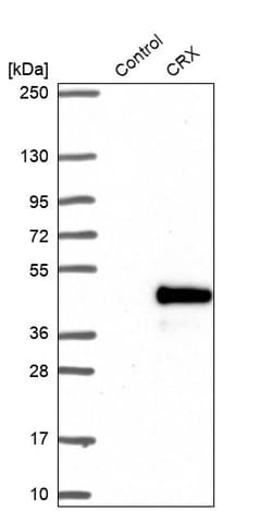 Invitrogen CRX Polyclonal Antibody 100 &mu;L; Unconjugated:Antibodies,