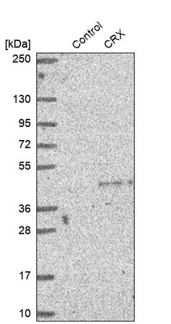 Invitrogen CRX Polyclonal Antibody:Antibodies:Primary Antibodies