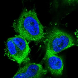 Invitrogen ABCE1 Polyclonal Antibody 100 μL; Unconjugated:Antibodies,