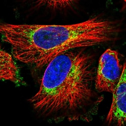 Invitrogen GLAST Polyclonal Antibody 100 &mu;L; Unconjugated:Antibodies,