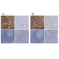 Invitrogen GLAST Polyclonal Antibody 100 &mu;L | Buy Online | Invitrogen&trade; | Fisher Scientific
