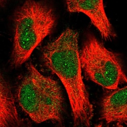 Invitrogen OBFC1 Polyclonal Antibody:Antibodies:Primary Antibodies