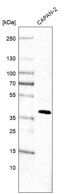 Invitrogen OBFC1 Polyclonal Antibody 100 &mu;L | Buy Online | Invitrogen&trade; | Fisher Scientific