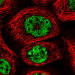 Invitrogen PWWP2B Polyclonal Antibody 100 &mu;L | Buy Online | Invitrogen&trade; | Fisher Scientific