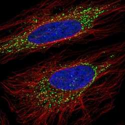 Invitrogen ORP5 Polyclonal Antibody 100 &mu;L; Unconjugated:Antibodies,