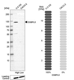Invitrogen ORP5 Polyclonal Antibody 100 &mu;L; Unconjugated:Antibodies,