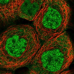 Invitrogen ELMOD1 Polyclonal Antibody:Antibodies:Primary Antibodies