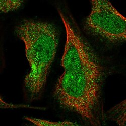 Invitrogen ELMOD1 Polyclonal Antibody 100 &mu;L; Unconjugated:Antibodies,