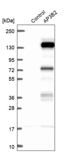 Invitrogen AP3B2 Polyclonal Antibody 100 &mu;L; Unconjugated:Antibodies,