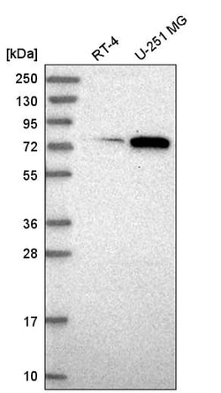 Invitrogen ORC3 Polyclonal Antibody:Antibodies:Primary Antibodies