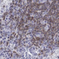 Invitrogen CD3e Polyclonal Antibody 100 μL; Unconjugated:Antibodies,