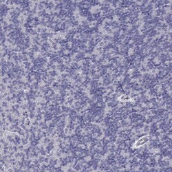 Invitrogen CD3e Polyclonal Antibody 100 μL; Unconjugated:Antibodies,