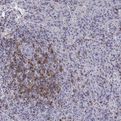 Invitrogen CD3e Polyclonal Antibody 100 μL; Unconjugated:Antibodies,