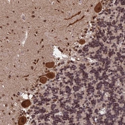 Invitrogen ORP1 Polyclonal Antibody:Antibodies:Primary Antibodies