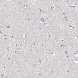 Invitrogen GPR174 Polyclonal Antibody 100 &mu;L; Unconjugated:Antibodies,